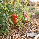 Quels travaux de jardinage choisir en septembre pour éviter de racheter au printemps ? Potager familial en septembre avec des tomates mûres, un paillage de feuilles sèches et des outils de jardin dans une douce lumière de fin d’été.