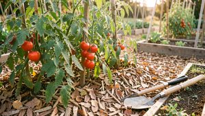 Potager familial en septembre avec des tomates mûres, un paillage de feuilles sèches et des outils de jardin dans une douce lumière de fin d’été.